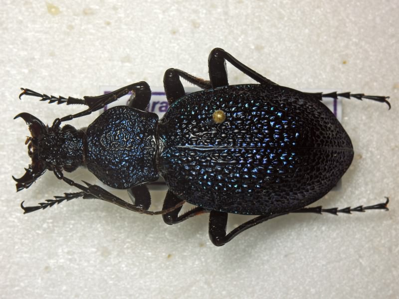 Carabus caucasicus Adams, 1817